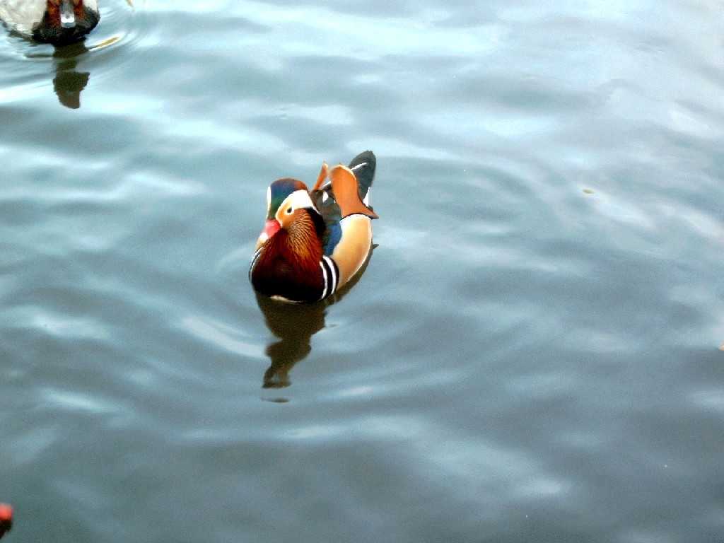 Fonds d'cran Animaux Oiseaux - Canards Duck