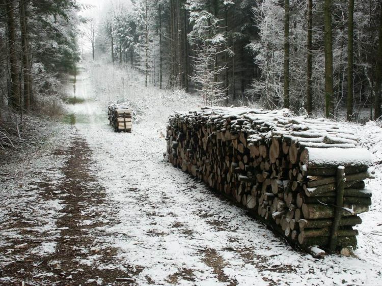 Wallpapers Nature Trees - Forests Foret sous la neige