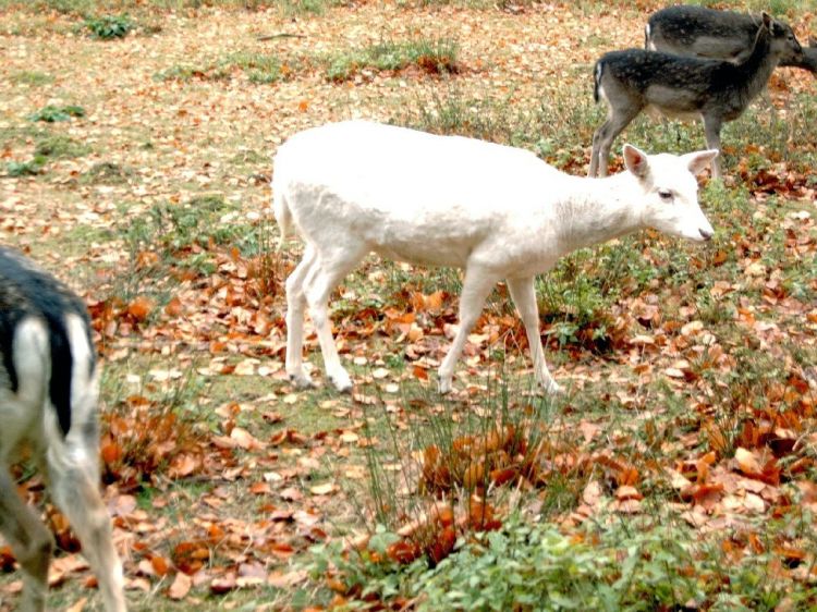 Fonds d'cran Animaux Cervids Blanche