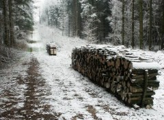 Fonds d'cran Nature Foret sous la neige