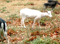 Fonds d'cran Animaux Blanche