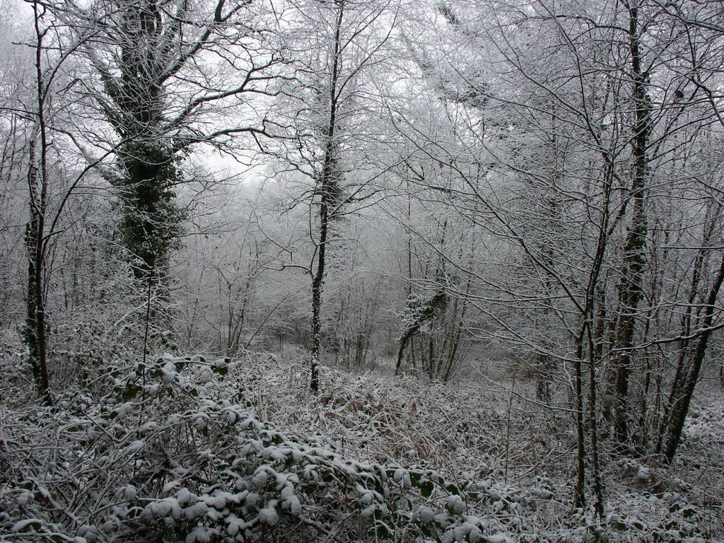 Wallpapers Nature Trees - Forests Foret mayennaise sous la neige!!