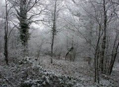 Fonds d'cran Nature Foret mayennaise sous la neige!!