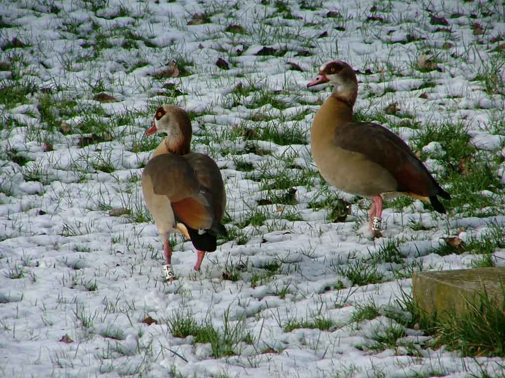 Wallpapers Animals Birds - Geese Oie du Nil