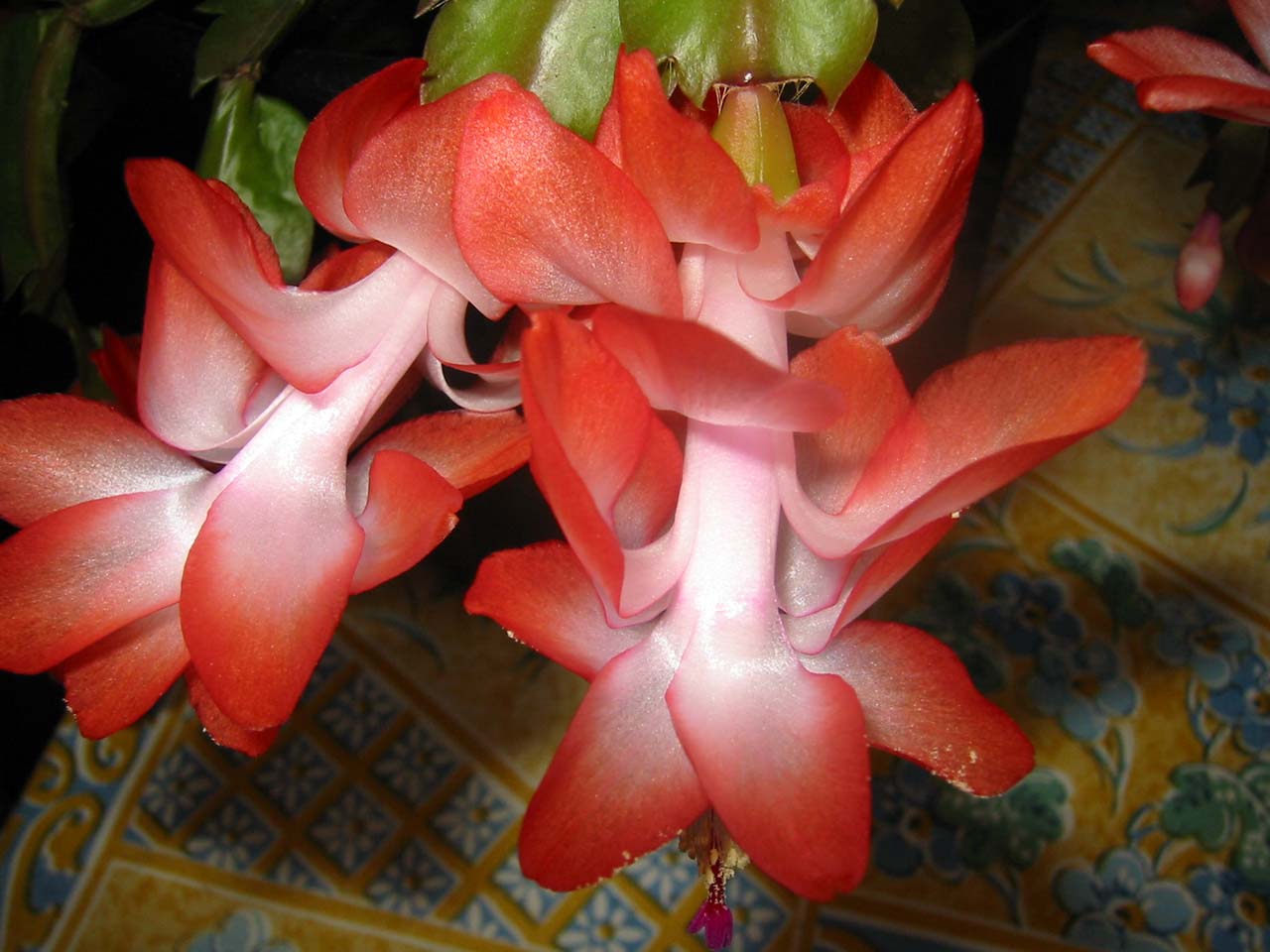 Fonds d'cran Nature Fleurs Cactus