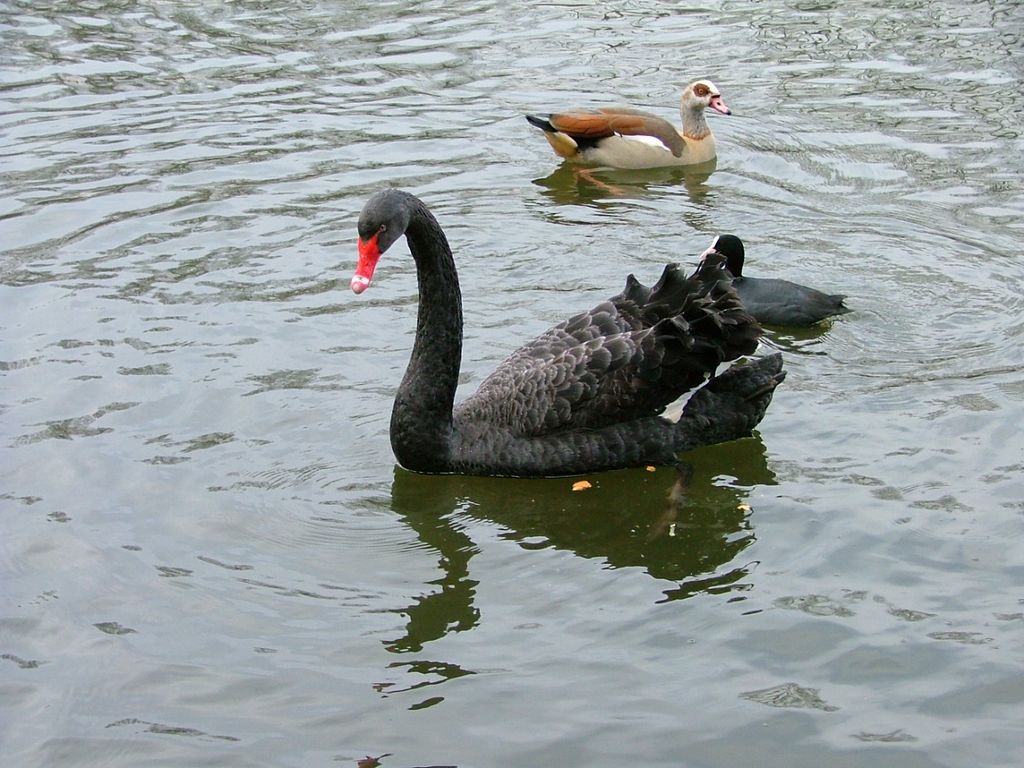 Wallpapers Animals Birds - Swans Cygne