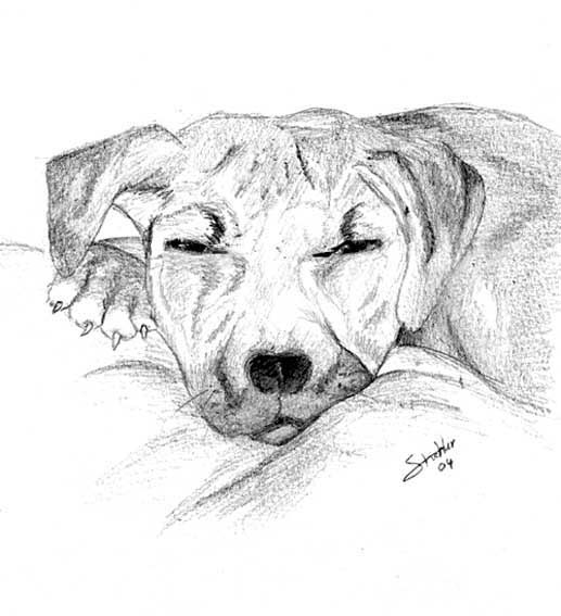 Fonds d'cran Art - Crayon Animaux - Chiens Encore ce chien mais corrig (les yeux)