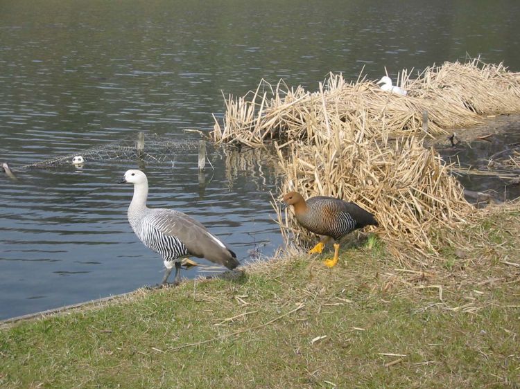 Wallpapers Animals Birds - Geese Oies de Magellan