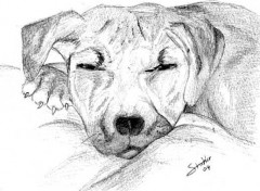 Wallpapers Art - Pencil Encore ce chien mais corrig (les yeux)