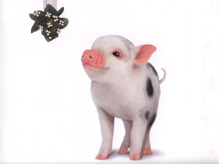 Fonds d'cran Animaux Cochons babe le cochon