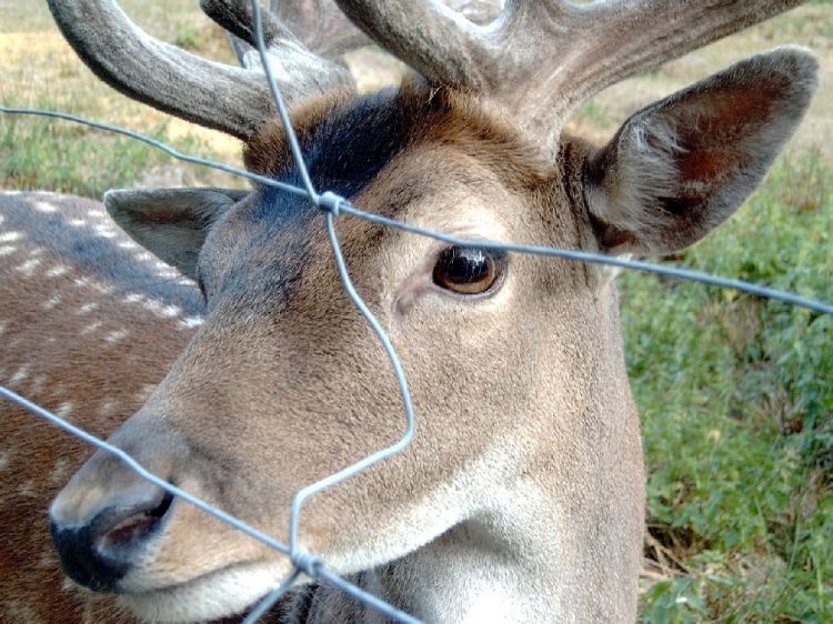 Fonds d'cran Animaux Cervids Captivite