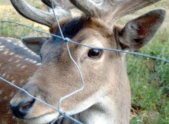 Fonds d'cran Animaux Captivite