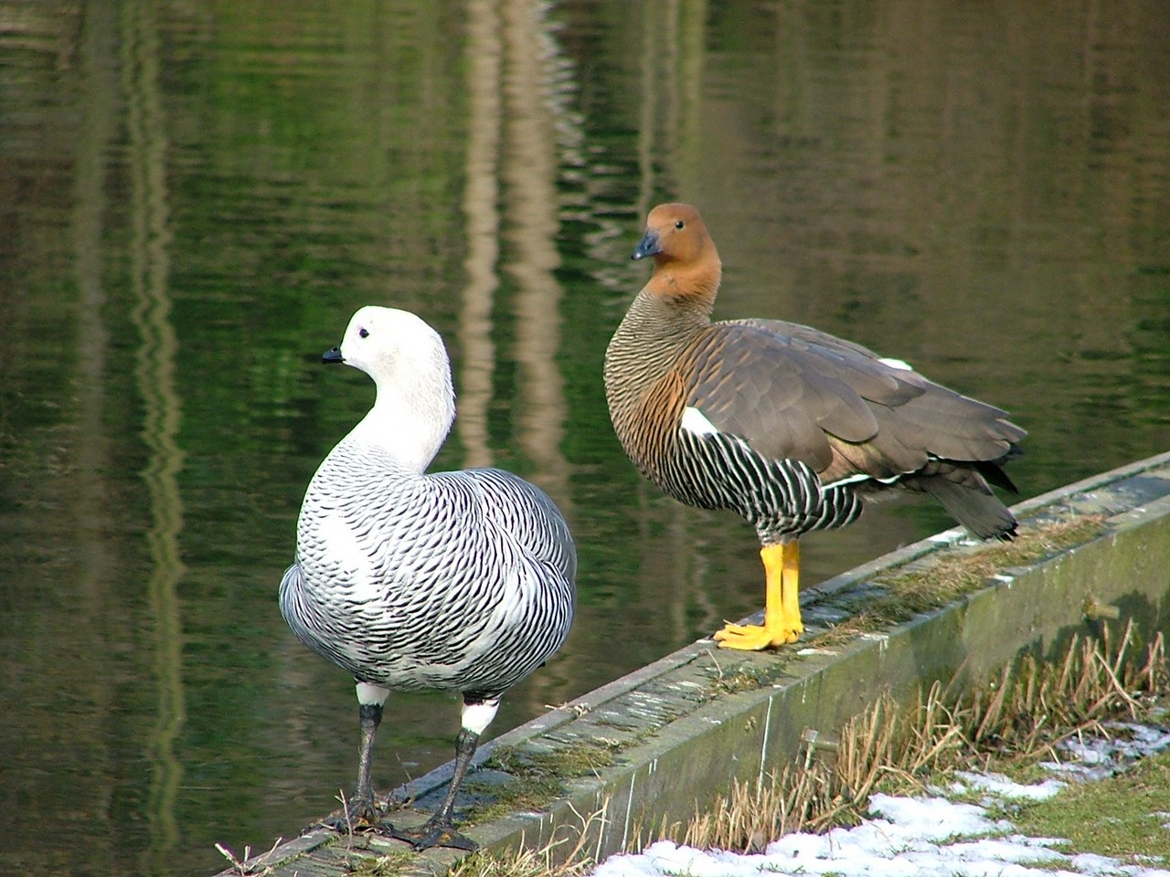 Wallpapers Animals Birds - Geese Couple de Magellan