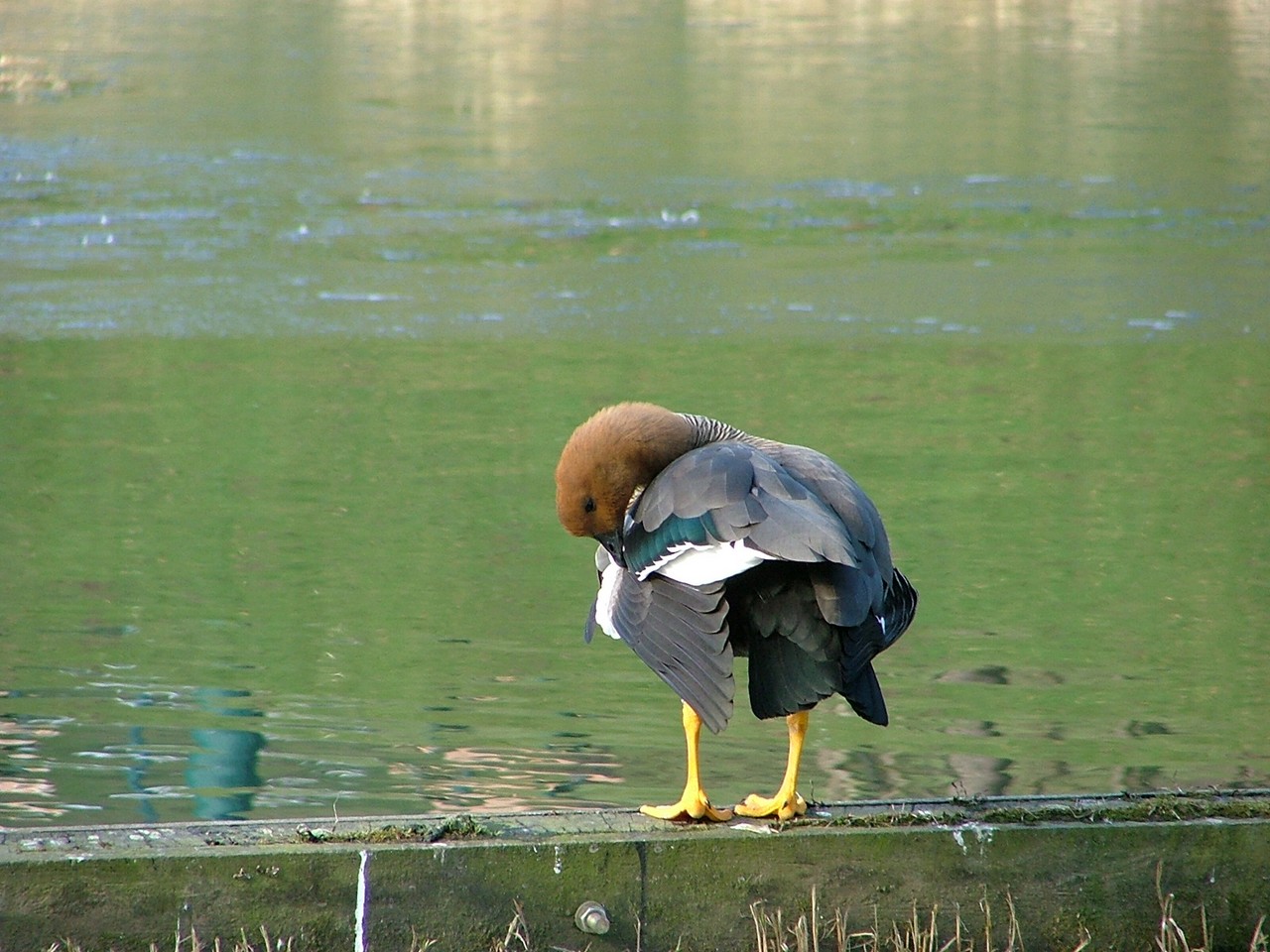 Wallpapers Animals Birds - Geese Toilettage 1