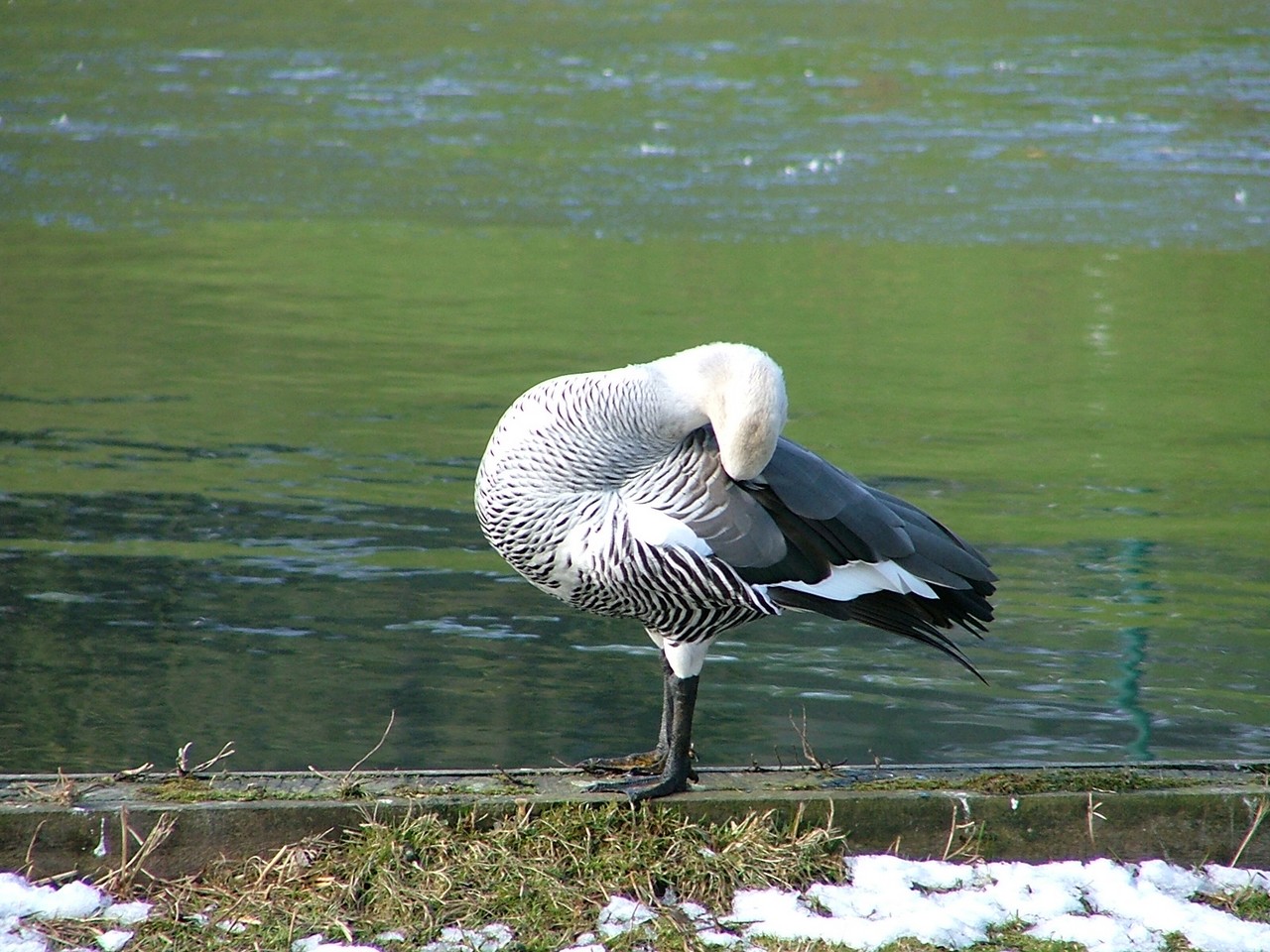 Wallpapers Animals Birds - Geese Toilettage 2