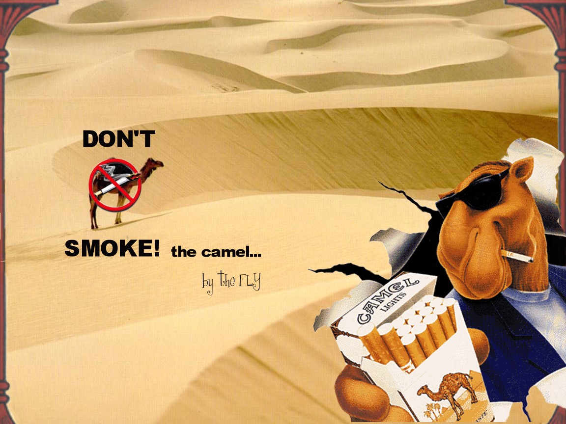 Wallpapers Humor Winks Don't smoke the Camel