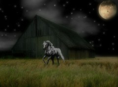 Wallpapers Digital Art dream horse 4