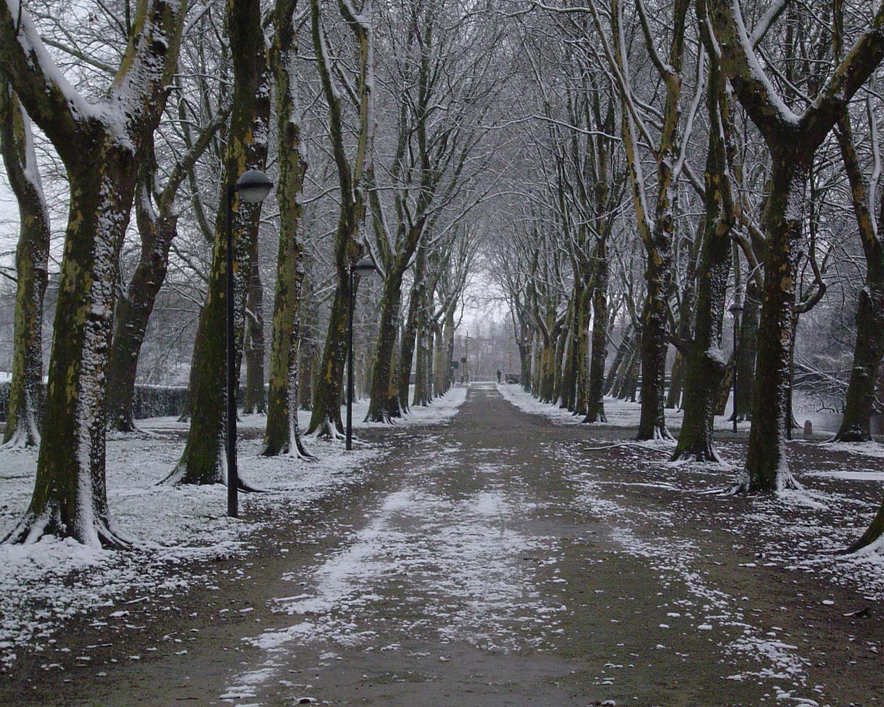 Fonds d'cran Nature Saisons - Hiver Coloma-hiver.