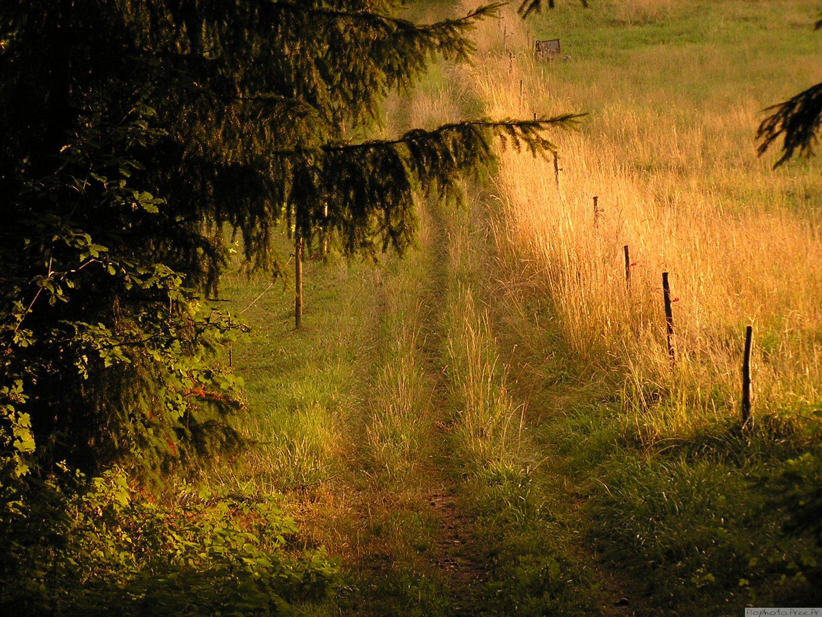 Fonds d'cran Nature Arbres - Forts le droit chemin