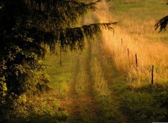 Fonds d'cran Nature le droit chemin