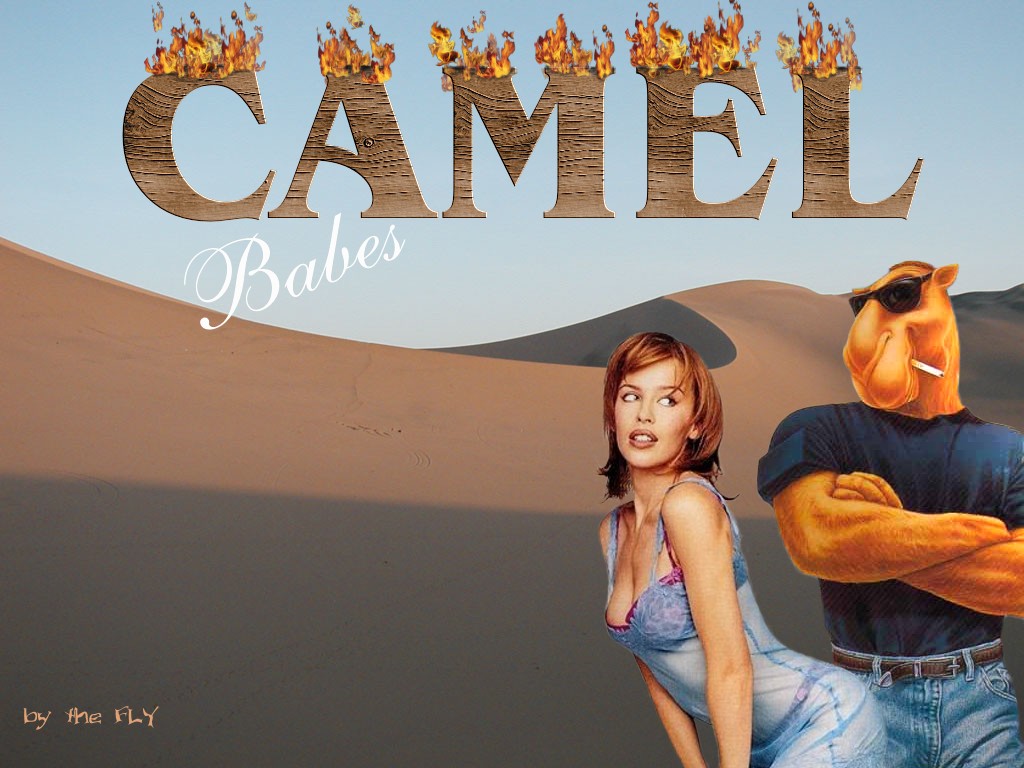 Fonds d'cran Humour Clins D'oeil Camel Babes