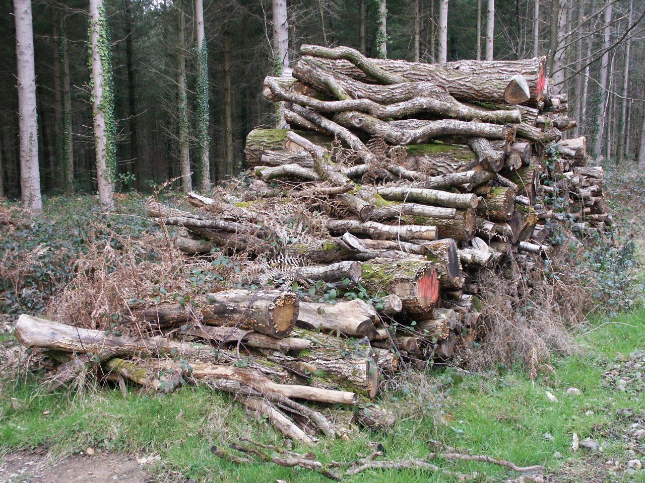 Fonds d'cran Nature Arbres - Forts Tas de bois