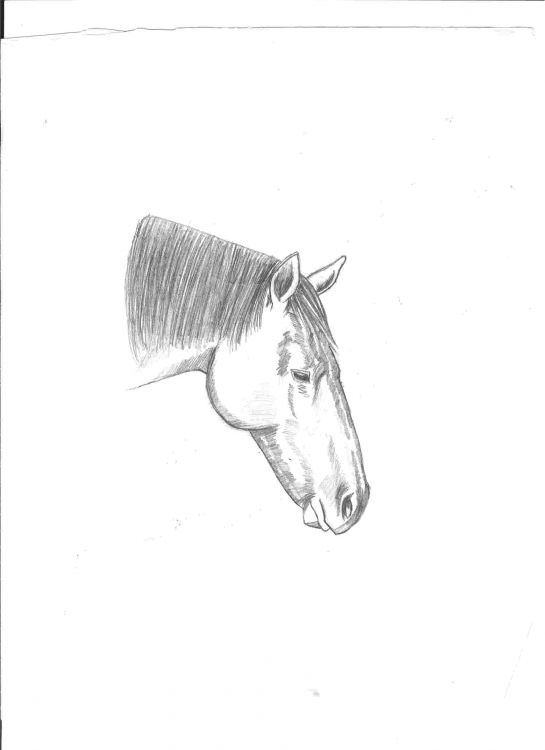 Fonds d'cran Art - Crayon Animaux - Chevaux Sans titre.