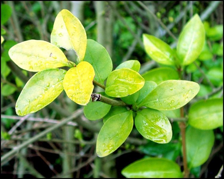 Fonds d'cran Nature Plantes - Arbustes Haie