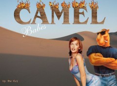 Fonds d'cran Humour Camel Babes