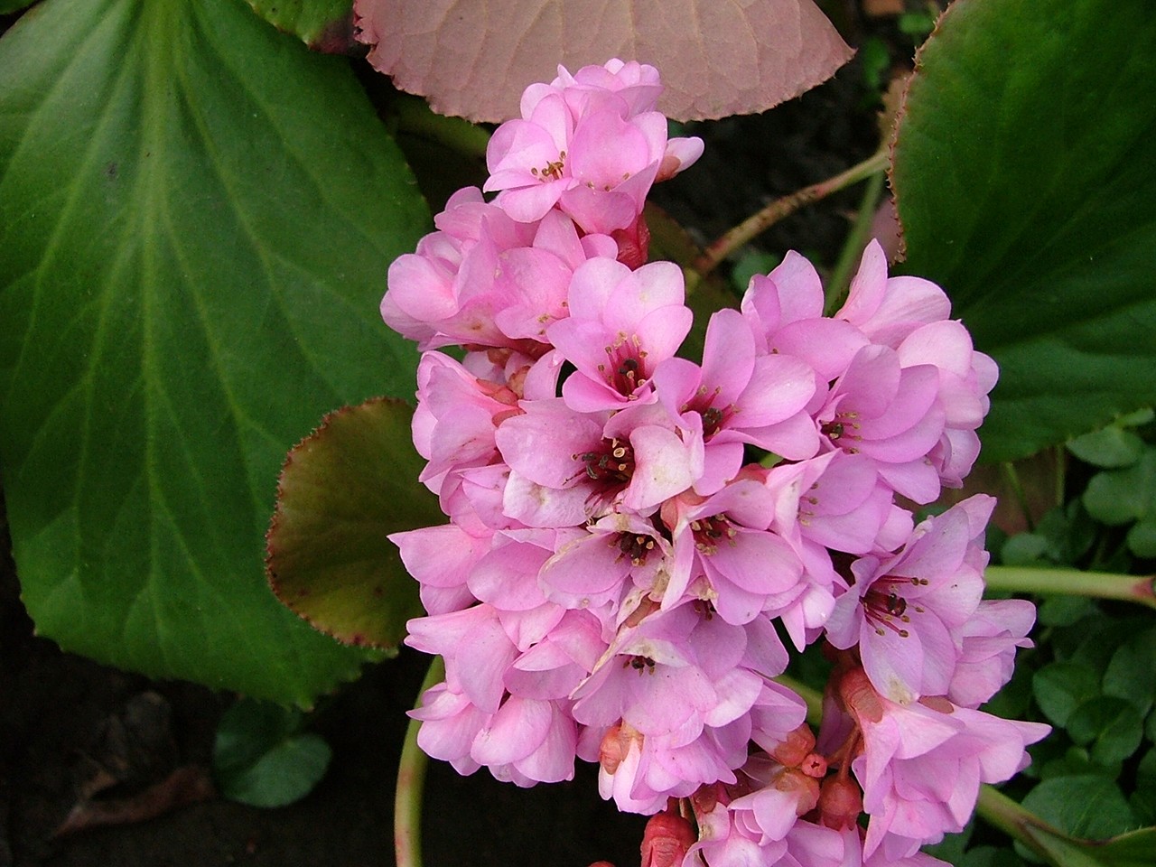 Fonds d'cran Nature Fleurs Saxifrage feuille en coeur