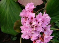 Fonds d'cran Nature Saxifrage feuille en coeur