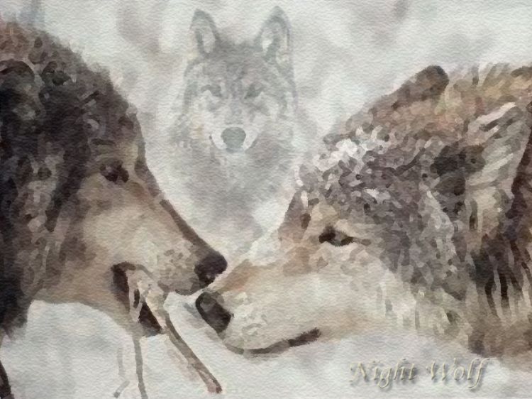 Fonds d'cran Animaux Loups Wolfs