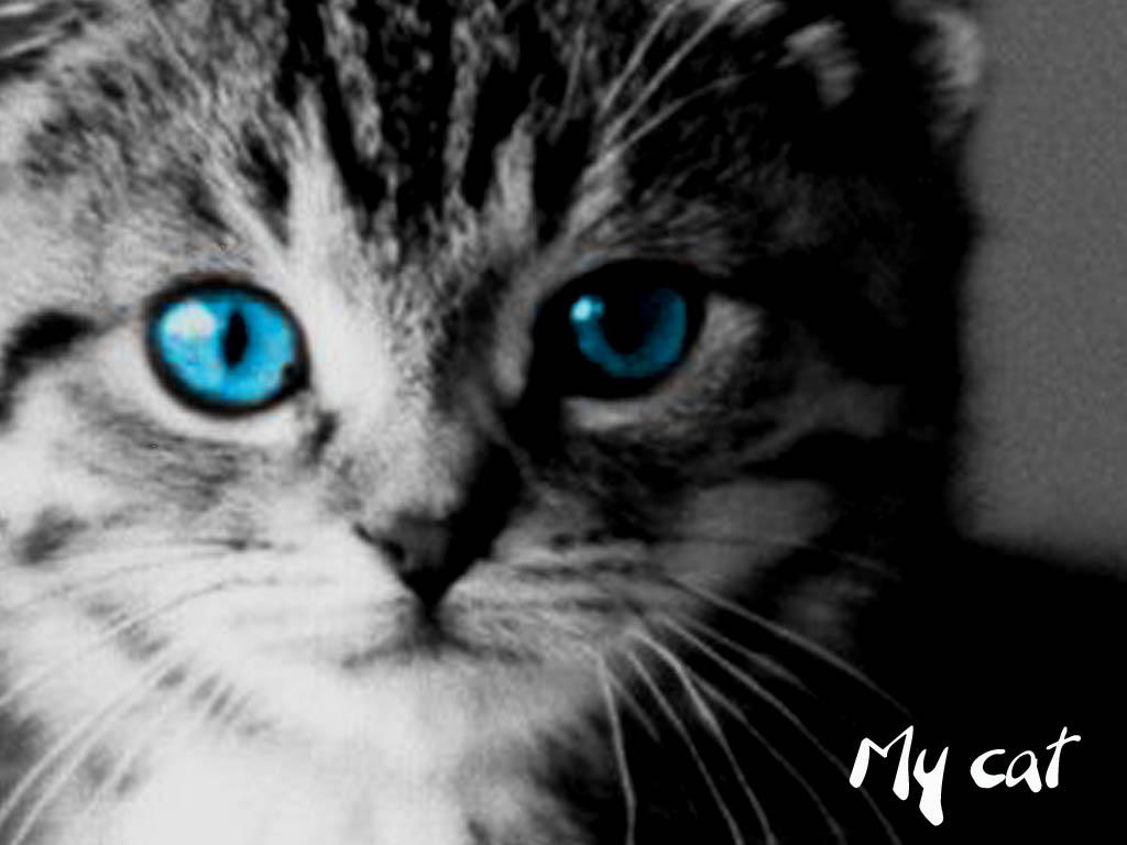 Wallpapers Animals Cats - Kittens My cAt