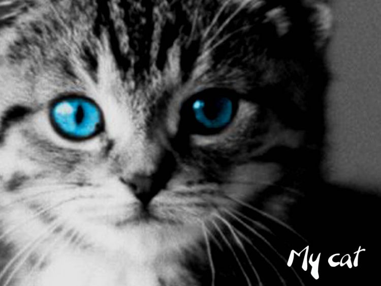 Wallpapers Animals Cats - Kittens My cAt