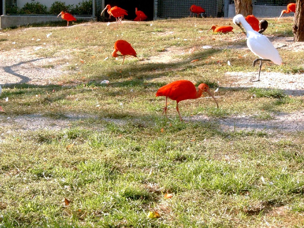 Fonds d'cran Animaux Oiseaux - Ibis Les rouges et le blanc