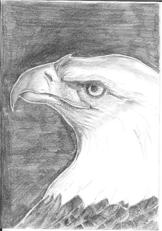 Wallpapers Art - Pencil Animals - Birds - Raptors Eagle