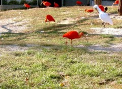 Fonds d'cran Animaux Les rouges et le blanc