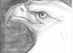 Wallpapers Art - Pencil Eagle