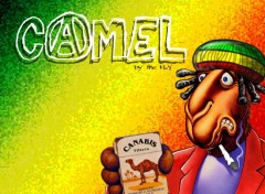 Fonds d'cran Humour Camel-Rasta