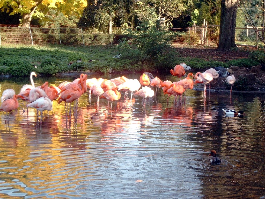 Fonds d'cran Animaux Oiseaux - Flamands roses Flamingo_2