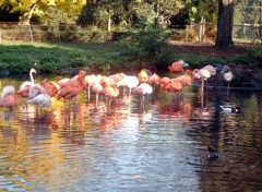 Fonds d'cran Animaux Flamingo_2