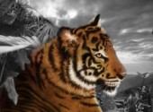 Wallpapers Animals Tigre