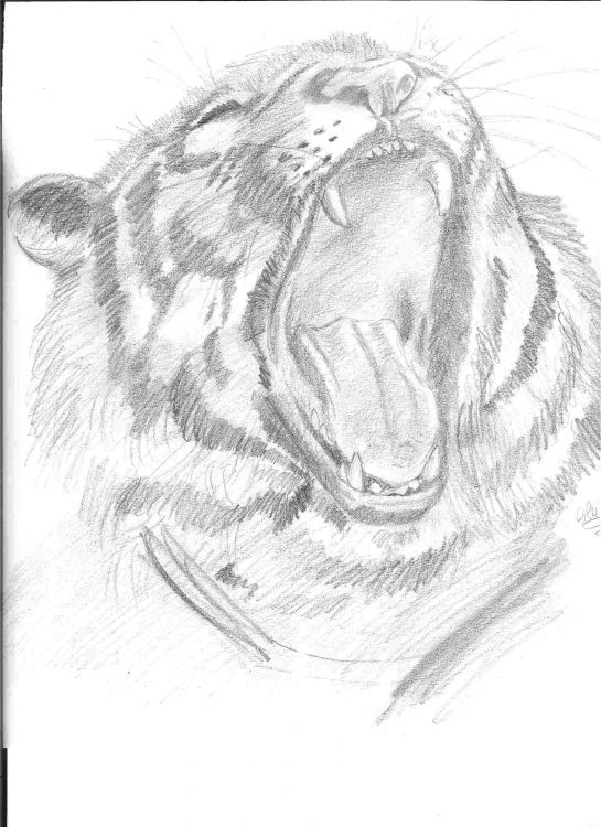 Fonds d'cran Art - Crayon Animaux - Flins Tigre