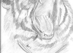 Wallpapers Art - Pencil Tigre