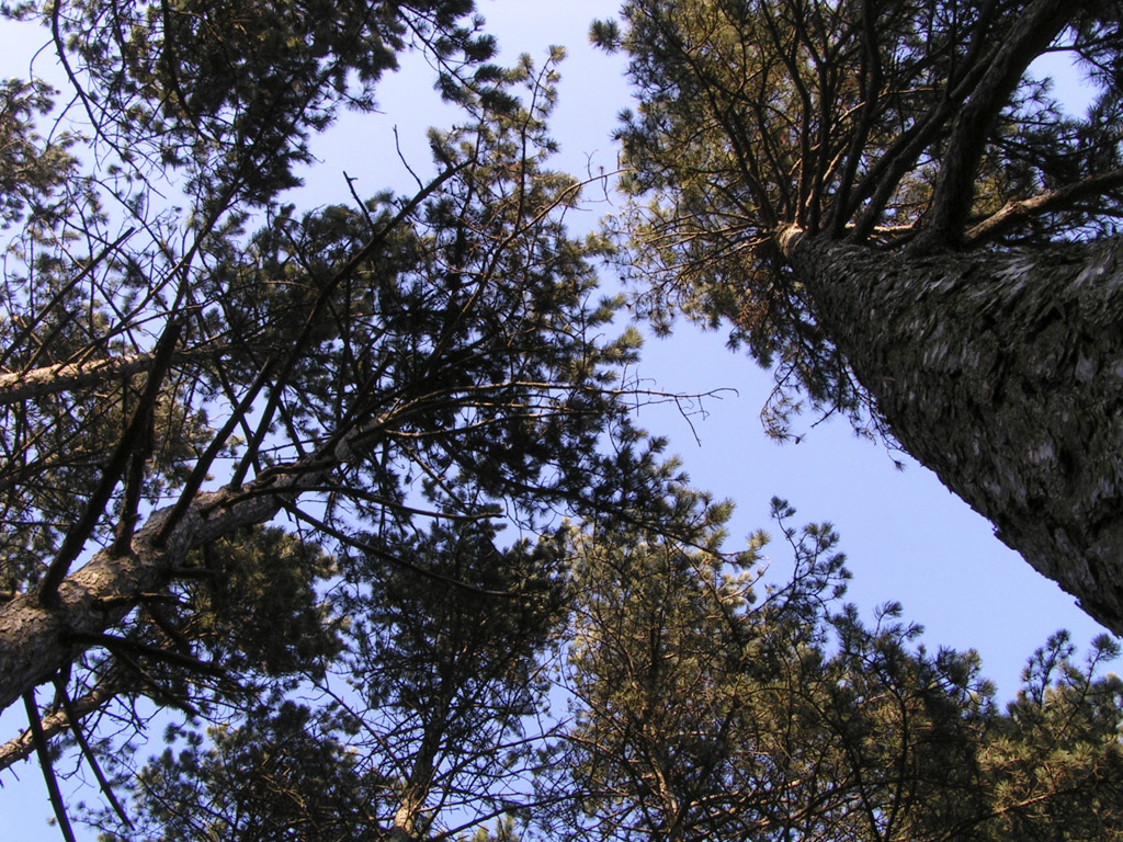 Wallpapers Nature Trees - Forests Sapins