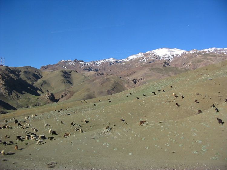 Wallpapers Nature Campaign troupeau dans le sud Marocain