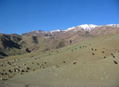 Wallpapers Nature troupeau dans le sud Marocain