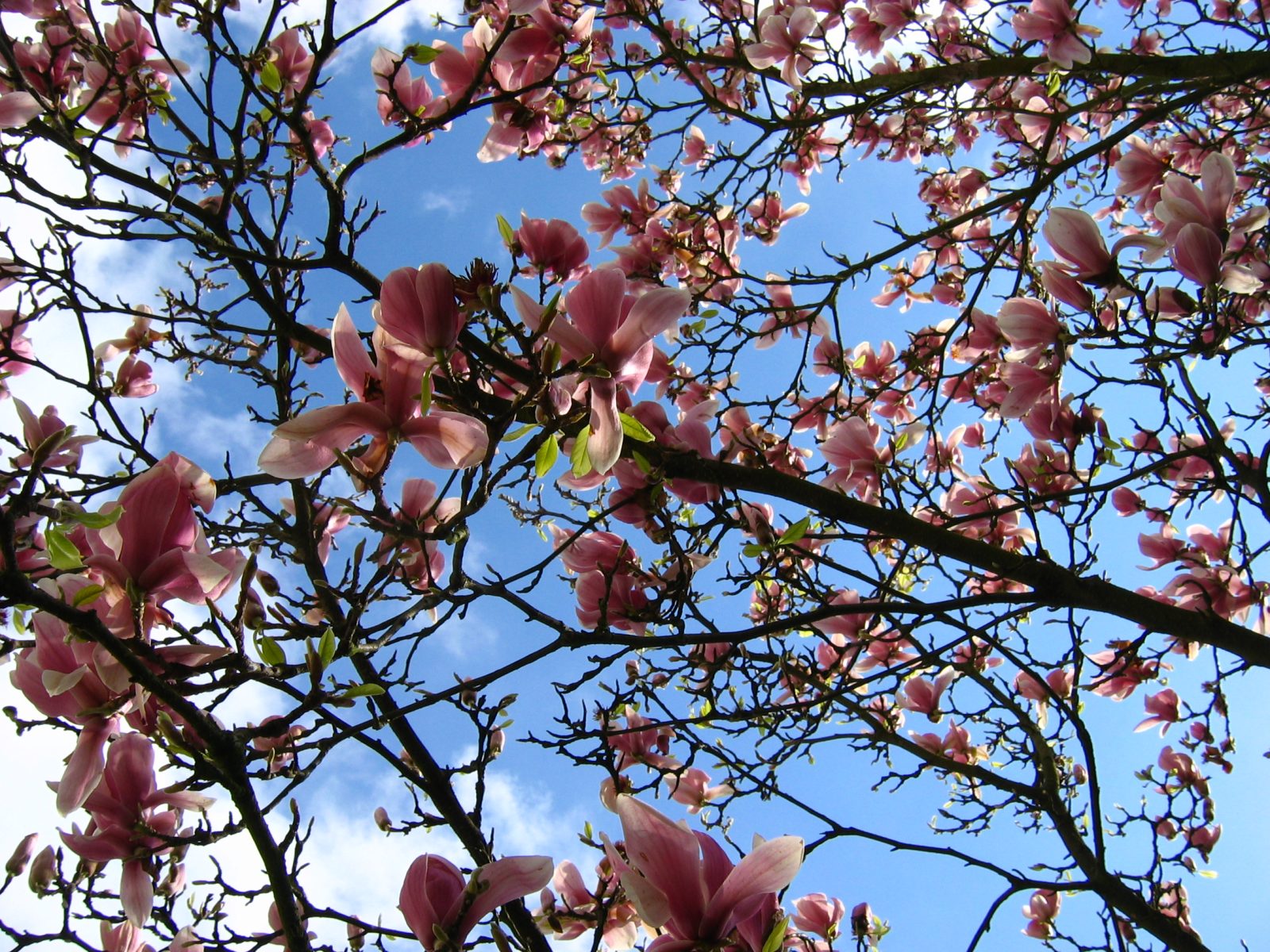 Fonds d'cran Nature Fleurs Ciel en fleur