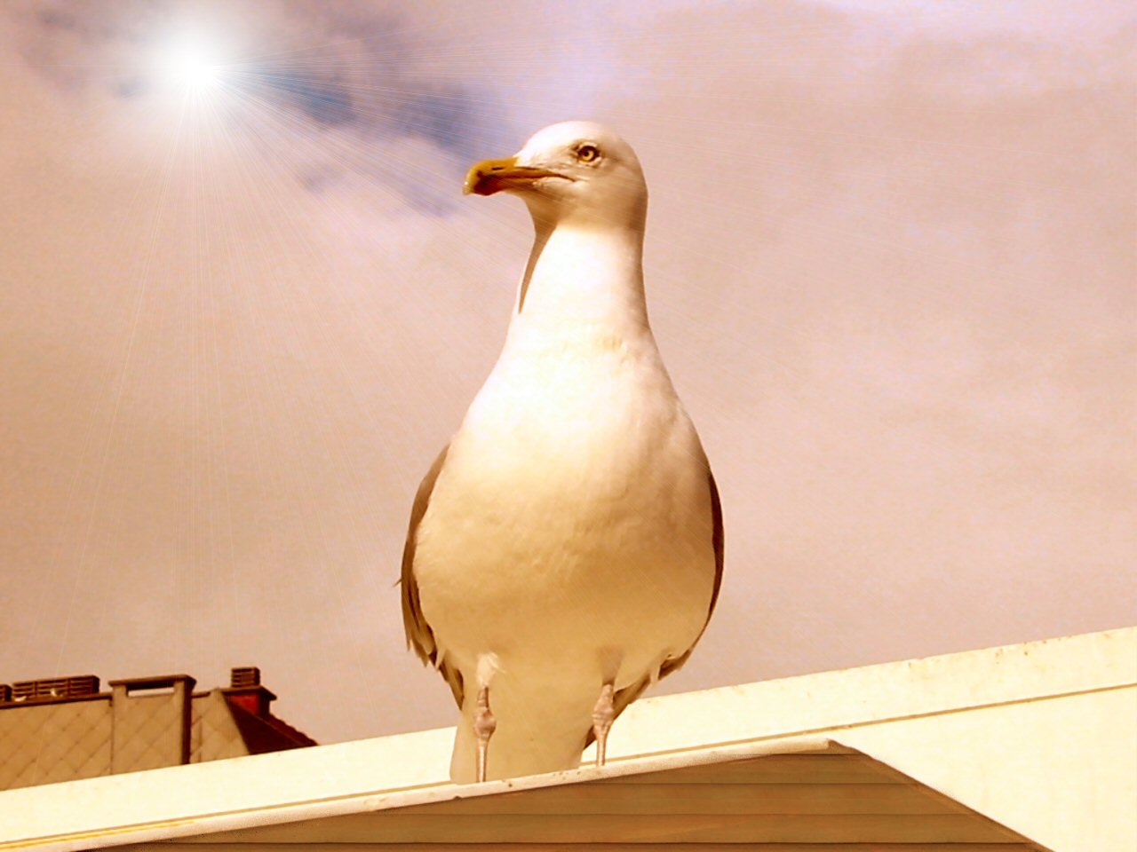 Fonds d'cran Animaux Oiseaux - Mouettes et Golands 