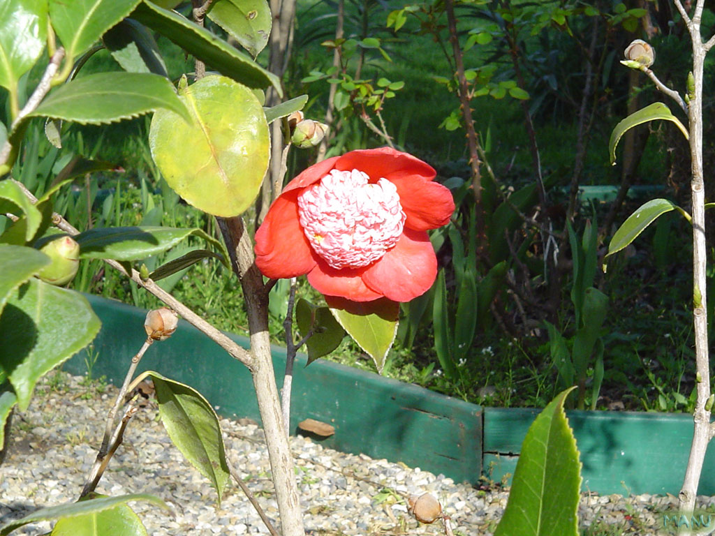 Fonds d'cran Nature Fleurs Camelia